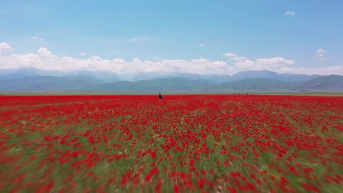 Drone flying fast over a beautiful red poppy field Stock Footage 324524427