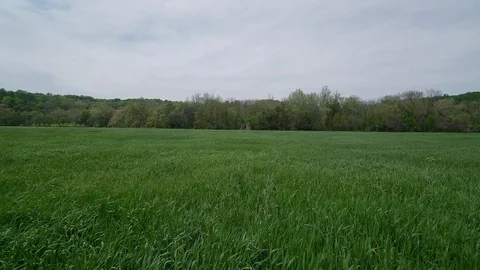 Drone Flying Fast Over Field of Grass 4k Video stock 126875397