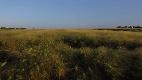Drone flying fast over tall grass field Stock Footage 246711722