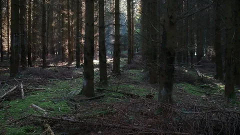 Drone flying in a forest along pine trees with a beautiful lightning Stock Footage 89705482