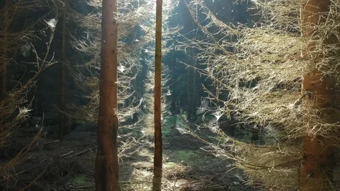Drone flying into the forest with a beautiful sun beam Stock Footage 89705502