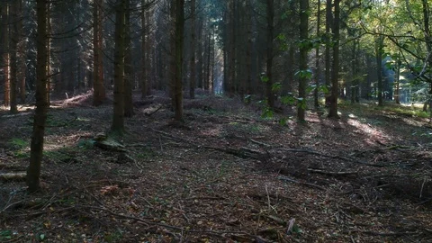 Drone flying into forest slowly bathed in morning light Stock Footage 89705455