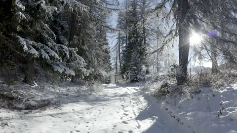 Drone flying in the forest through the trees with a nice sunlight passing th Stock Footage 145699802