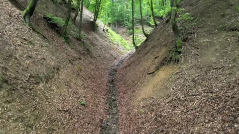 Drone flying in the forest with trees Stock Footage 137966549