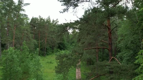 Drone flying up form ground forest path near pine tree in a forest Stock Footage 276725224