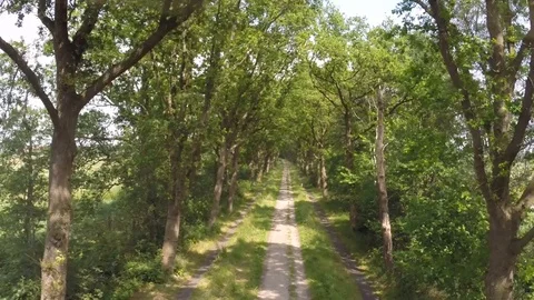 Drone flying Forrest Road Stock Footage 111233691