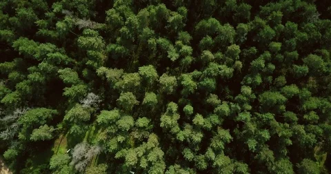 Drone flying forward above beautiful green forest. Aerial 4K flyover topview Stock-Footage 83283022