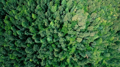 Drone flying forward above beautiful green forest. Aerial vertical shot Stock Footage 93748239