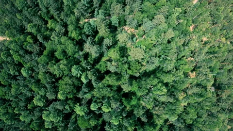 Drone flying forward above beautiful green forest. Aerial vertical shot Stock Footage 93748549