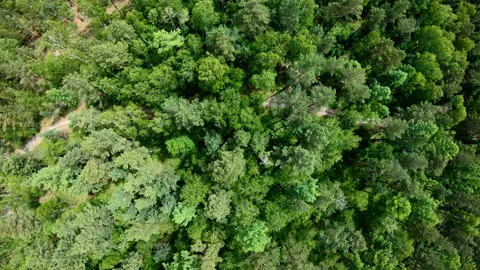 Drone flying forward above beautiful green forest. Aerial vertical shot Stock Footage 93749103