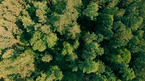 Drone flying forward above beautiful green forest. Aerial vertical shot Stock Footage 93750645