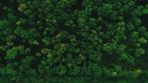Drone flying forward above beautiful green forest. Aerial 4K flyover topview Video stock 94527312