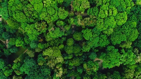 Drone flying forward above beautiful green forest. Aerial 4K flyover topview Stock Footage 95497228