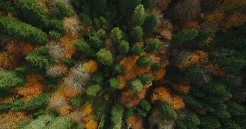 Drone flying forward above beautiful autumn forest. Aerial 4K flyover topview sh Stock Footage 97279236