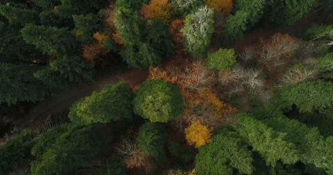 Drone flying forward above beautiful autumn forest. Aerial 4K flyover topview sh Stock Footage 97279357