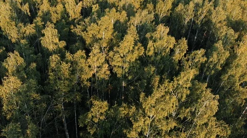 Drone flying forward above beautiful green forest. Aerial 4K flyover topview Stock Footage 97649257