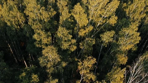Drone flying forward above beautiful green forest. Aerial 4K flyover topview Stock-Footage 97649499