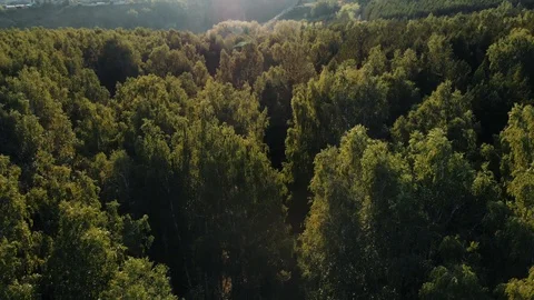 Drone flying forward above beautiful green forest. Aerial 4K flyover topview Stock Footage 97650262