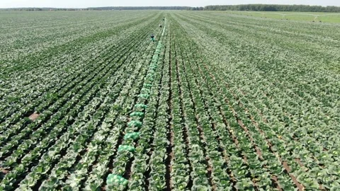 Drone flying forward above cabbage field rows Video stock 333183003