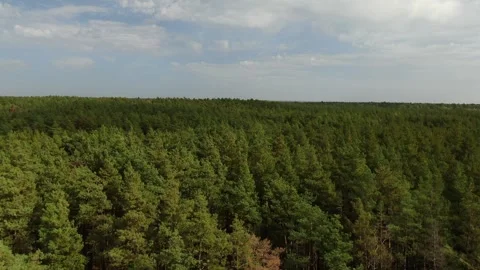 Drone flying forward above dense forest Stock Footage 333544965