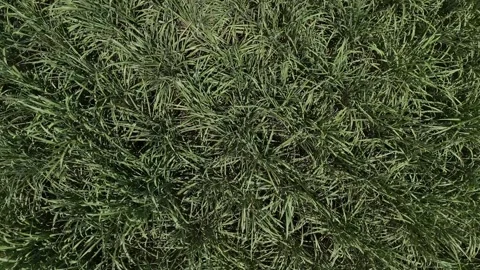 Drone flying forward above dense sugar cane field in tropical Guatemala Video stock 339215875