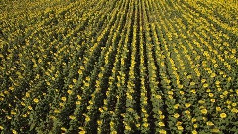 Drone flying forward above an endless agricultural field of blooming sunflowers Видео 342560579