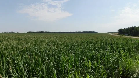 Drone flying forward above green corn field Video stock 333183115