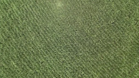 Drone flying forward above lush sugarcane field from top down view Video stock 337978170