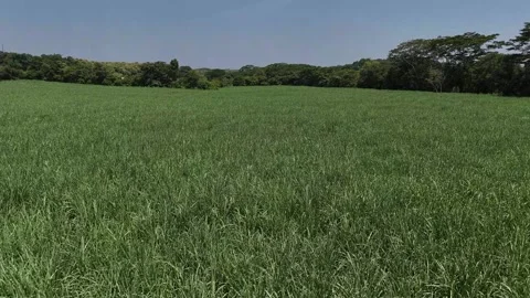 Drone flying forward above lush sugarcane field in tropical Guatemala Video stock 338179477