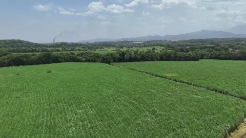 Drone flying forward above sugar cane plantation in tropical Guatemala Video stock 339216498