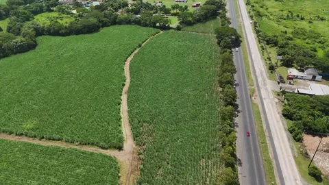 Drone flying forward above sugarcane fields beside tropical highway Video stock 338179511