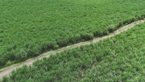Drone flying forward above sugarcane field with rural dirt road Video stock 338180422