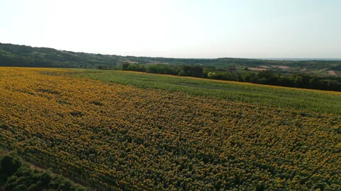 Drone flying forward and descending over sunflowers and cornfield at sunset Stock Footage 313807037