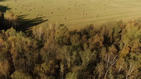 Drone flying forward and descending over hay field Vidéo 323765054