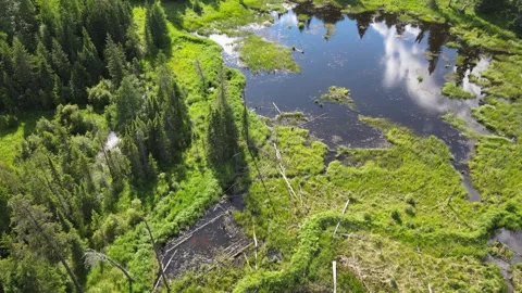 Drone flying forward and looking down at a beaver pond  Stock Footage 263582922