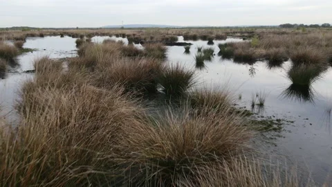 Drone Flying Forward and Low Then High Over Peat Bog, 4K 動画素材 219094073