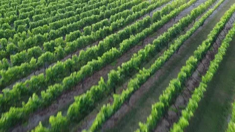 Drone Flying Forward and Rising Above Vineyard Grape Rows Stock Footage 317471213