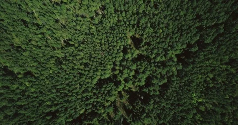 Drone flying forward high above mixed forest. Aerial 4K topview vertical shot of Video stock 83330055