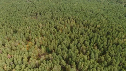 Drone flying forward high above forest Video stock 333545006