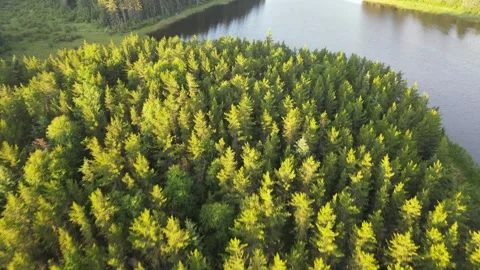 Drone flying forward looking down at a northern park forest lit by early morning Stock Footage 328171755