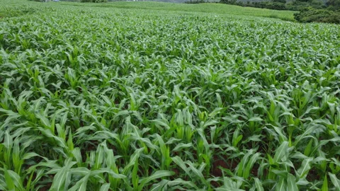 Drone flying forward low angle over healthy green corn plants in fild. Video stock 341368386