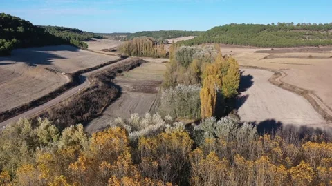 Drone Flying Forward Over Autumn Trees with Yellow and Orange Foliage Stock Footage 323462132