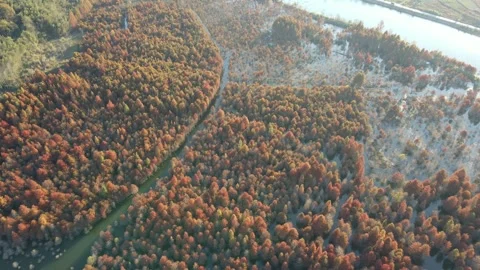 Drone Flying Forward Over Autumn Dawn Redwood Wetland Anhui China Stock Footage 330456839