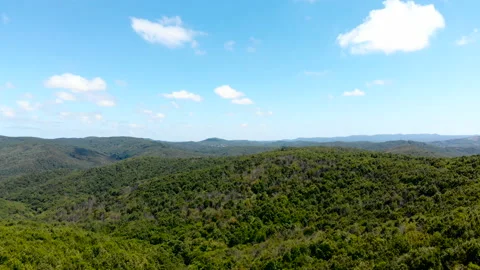 Drone flying forward over beautiful green forest. shot of forest Stock Footage 139775000