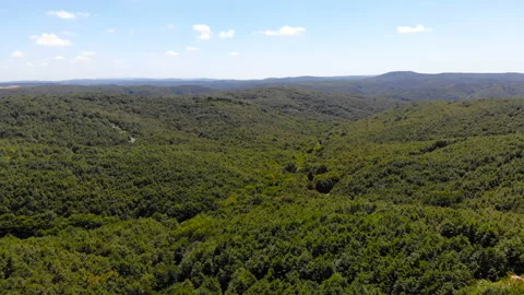 Drone flying forward over beautiful green forest. shot of forest and sky Stock Footage 139777363