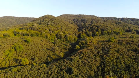 Drone flying forward over beautiful green forest. shot of forest Stock Footage 139779309