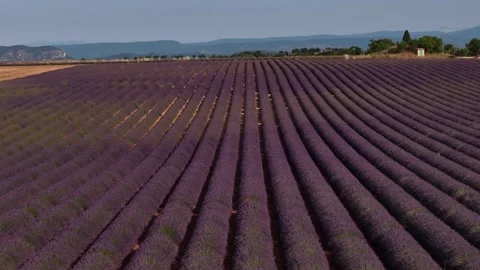 Drone flying forward over a beautiful lavender field in provence Stock Footage 317516358
