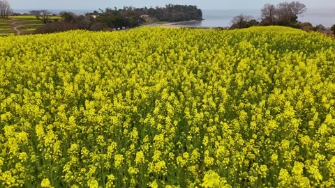 Drone Flying Forward Over Canola Fields Japan Peaceful Cinematic Nature Stock Footage 336724787