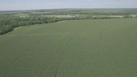 Drone Flying Forward Over Cornfield To River Raw Stock Footage 78924272