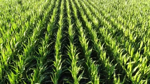A drone flying forward over a field of green corn plants in summer time  Stock Footage 157455395